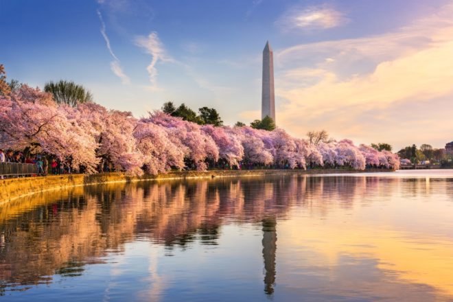 Washington DC, Tidal Basin, Washington Monument, spring, blossoms, cherry blossoms