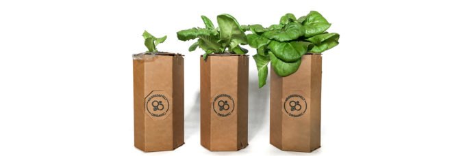 Three food plants growing from cardboard chambers