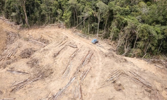 A forest stands next to a deforested area