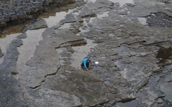 paleontology, dig site, paleontologist