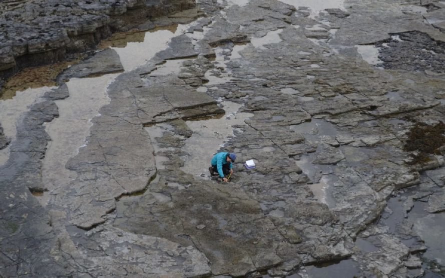 paleontology, dig site, paleontologist