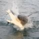 shark, sharks, seal decoy