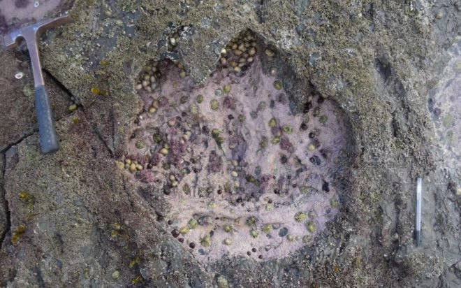 dinosaur, dinosaur footprints, dinosaurs, sauropods, sauropod footprints