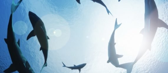 sharks, shark, sharks circling