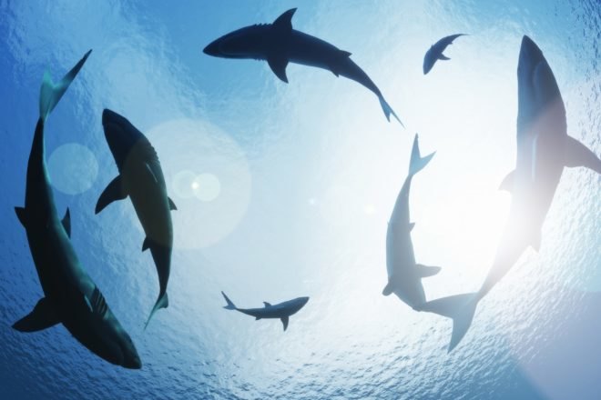 sharks, shark, sharks circling