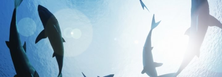 sharks, shark, sharks circling