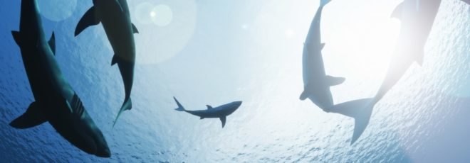 sharks, shark, sharks circling
