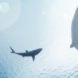 sharks, shark, sharks circling