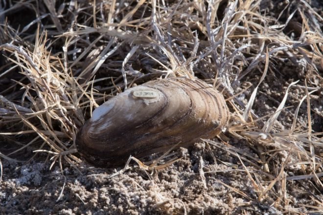 Texas Hornshell mussel on a bed of dried grass near a sandy shore
