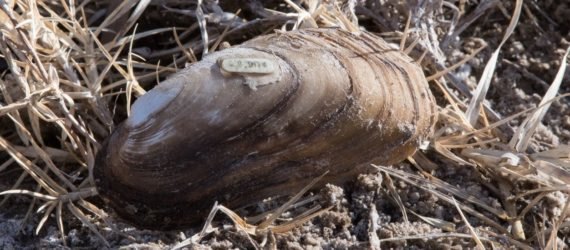 Texas Hornshell mussel on a bed of dried grass near a sandy shore
