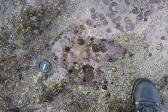 dinosaur, dinosaur footprint, dinosaurs, theropod, theropod footprint