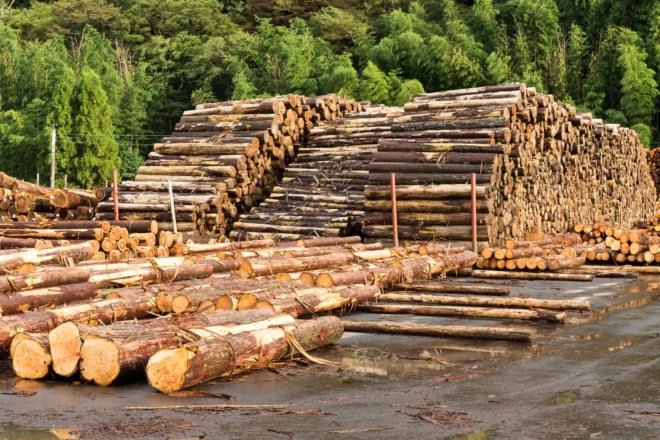 Timber logs stacked in piles