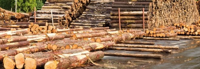 Timber logs stacked in piles