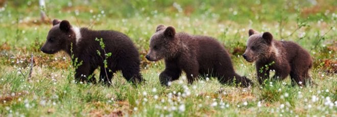 Three grizzly bear cubs walking through a meadow