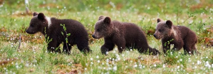 Three grizzly bear cubs walking through a meadow