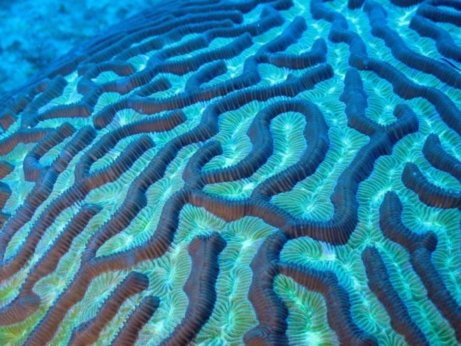 Close-up photograph of an underwater brain coral