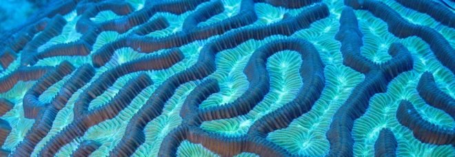 Close-up photograph of an underwater brain coral