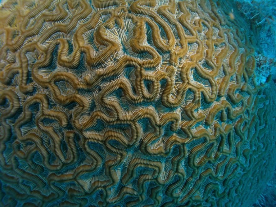 A close-up photograph of a brown brain coral