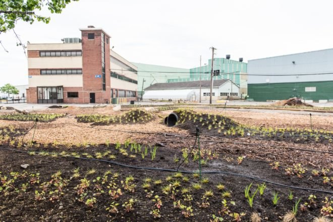 An urban farm with small plants against a backdrop of buildings