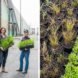 Dual image of two women holding planters and small plants growing out of soil