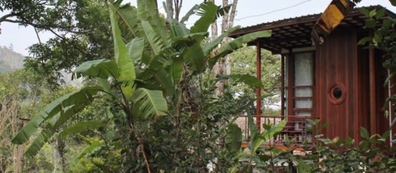Cabin surrounded by lush vegetation