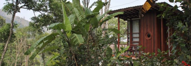 Cabin surrounded by lush vegetation