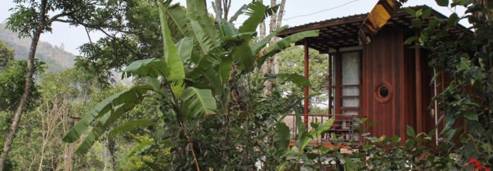 Cabin surrounded by lush vegetation