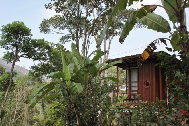 Outside view of cabin surrounded by lush greenery