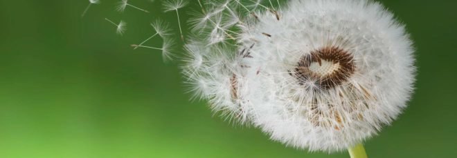 A white dandelion with its seeds blowing away in the wind