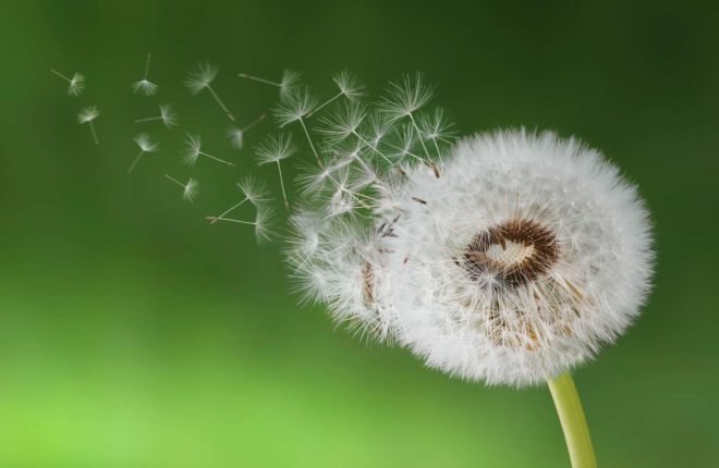 A white dandelion with its seeds blowing away in the wind