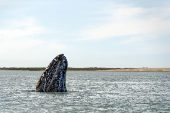 The nose of a gray whale in the Pacific Ocean