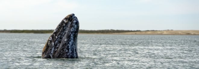 The nose of a gray whale in the Pacific Ocean