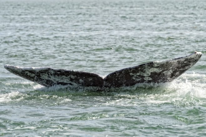 The tail of a gray whale just above the waves of the Pacific Ocean