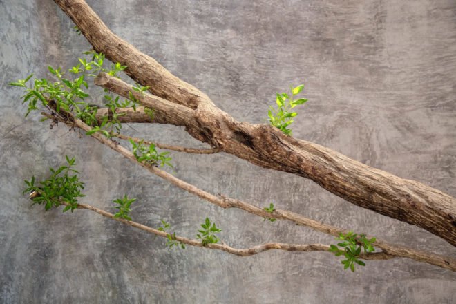 Tree branches against a gray background