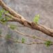 Tree branches against a gray background