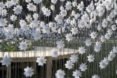 Euroflora 2018 Locus Amoenus by ENTER Studio and OBR