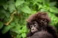 Mountain gorilla baby named Macibiri