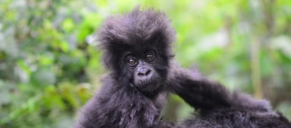 Mountain gorilla baby on top of another gorilla