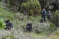 Humans in a forest with mountain gorillas