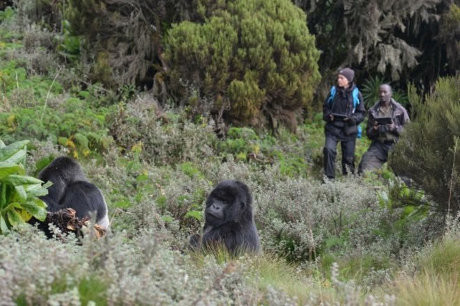Humans in a forest with mountain gorillas