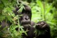 Mountain gorilla eating green leaves