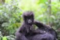 Mountain gorilla baby on top of another gorilla