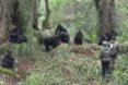 Humans in a forest with mountain gorillas