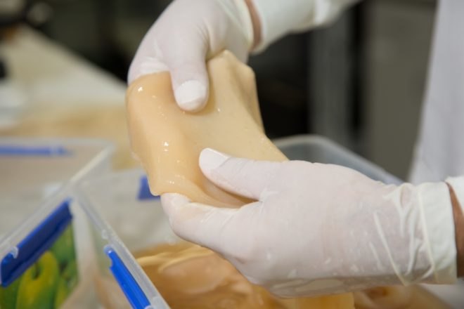 Microbial cellulose sample by Nanollose being handled by two hands in latex gloves