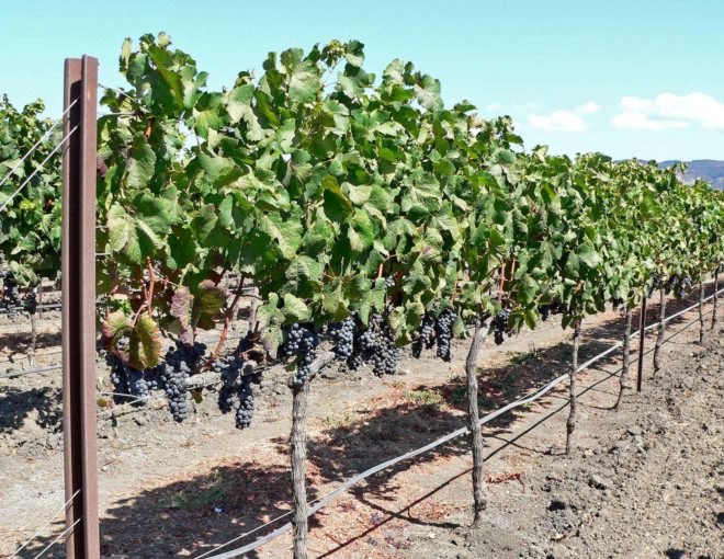 Grapevines in Napa Valley