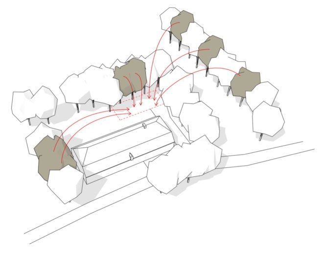 diagram of felled oak trees