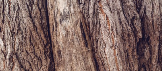 Old tree trunk crust, close up texture