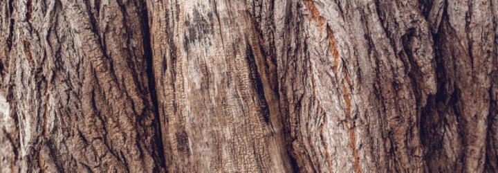 Old tree trunk crust, close up texture