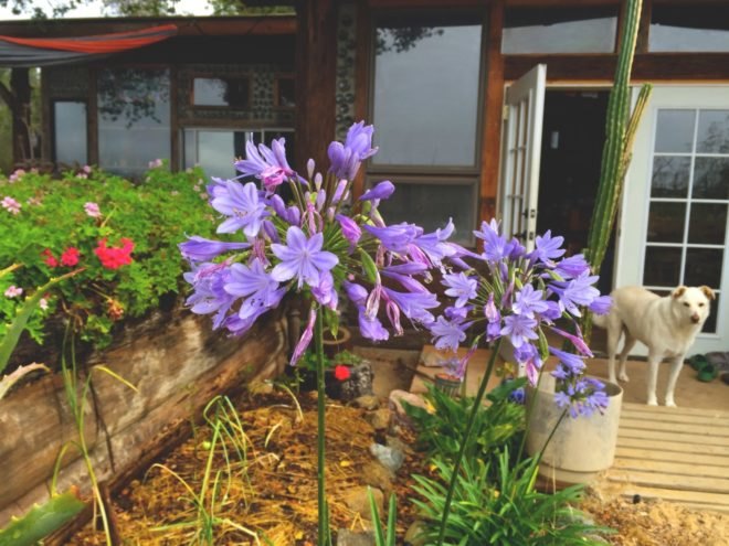 purple flowers in a garden