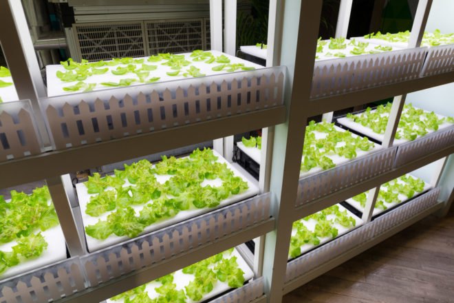 Shelves of bright leafy greens under bright white lighting